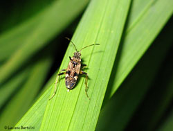 Beosus maritimus