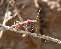 Camptotus lateralis