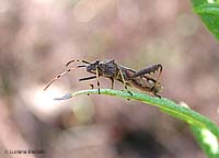 Camptotus lateralis