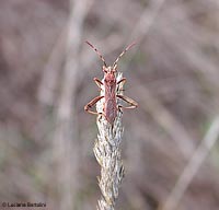 Camptotus lateralis