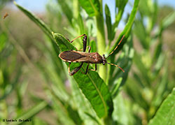 Camptotus lateralis