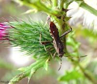 Camptotus lateralis