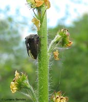 Centrotus cornutus famiglia Membracidae