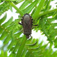 Ceraleptus gracilicornis