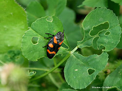 Cercopis sanguinolenta