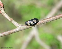 Cercopide