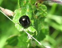 Coptosoma scutellatum Coptosoma scutellatum