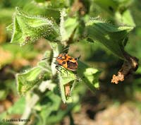 Corizus hyoscyami