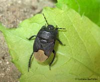 Cydnus aterrimus