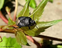 Cydnus aterrimus