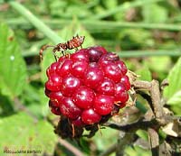 Neanide di Coreus marginatus