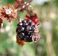 giovane di Coreus marginatus