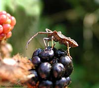 Coreus marginatus