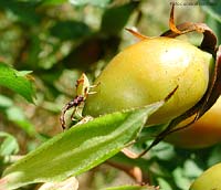 Gonocerus acuteangulatus