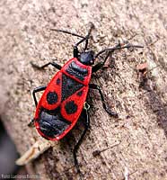 Pyrrhocoris apterus