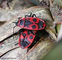 Due Pyrrhocoris apterus