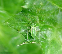 Closterotomus sp.