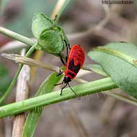 Giovane di Pyrrhocoris apterus