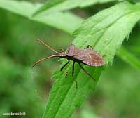 Coreus Marginatus