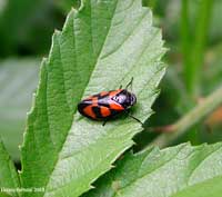 Cercopis vulnerata