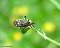 Closterotomus sp. Closterotomus sp.
