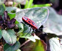 Pyrrhocoris apterus
