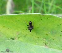 Himacerus myrmicoides