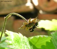 Himacerus myrmicoides Himacerus myrmicoides