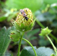Beosus quadripunctatus