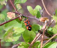 Lygaeus equestris
