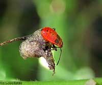 Piccolo di Pyrrhocoris apterus