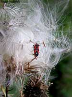 Lygaeus equestris