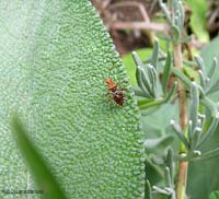 Rhopalus subrufus Rhopalus subrufus