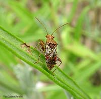 Rhopalus subrufus