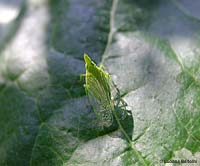 Dictyophara europaea