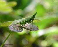 Dictyophara europaea Dictyophara europaea