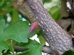 Dictyophara europaea nella sua forma di colore rosa