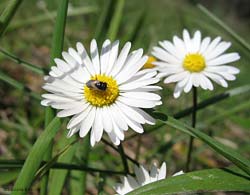 Geocoris sp. su un fiore di margherita