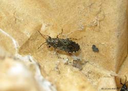 Heterogaster urticae