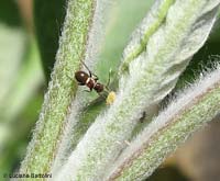 Himacerus mirmicoides