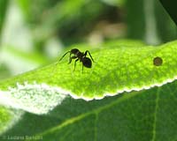 Himacerus mirmicoides