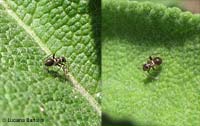 Himacerus mirmicoides