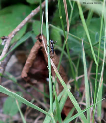 Himacerus mirmicoides Himacerus mirmicoides