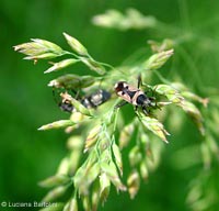 Raglius alboacuminatus