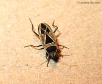 Rhyparochromus (Xanthochilus) minusculus