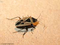 Rhyparochromus (Xanthochilus) minusculus