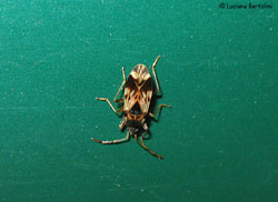 Scolopostethus sp.