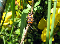 Lygaeidae Lygaeus equestris