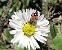 Melanocoryphus albomaculatus su un fiore di margherita