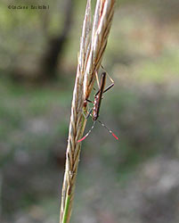 Micrelytra fossularum